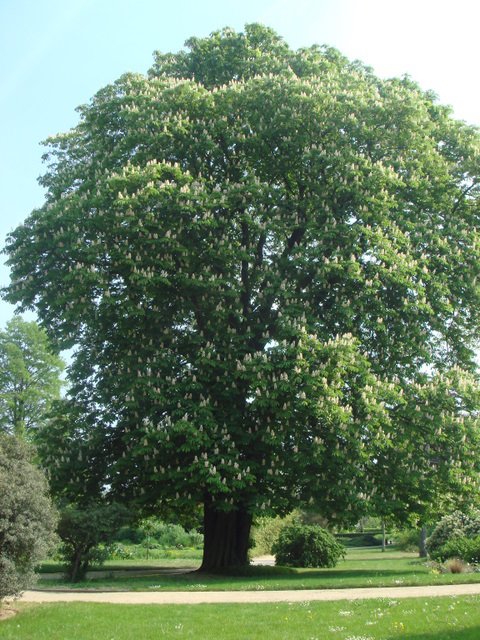 Aesculus hippocastanum
